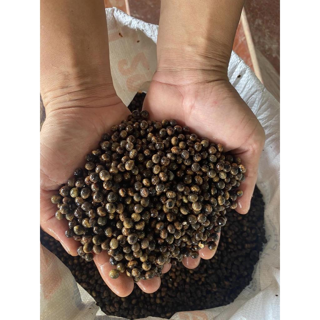 Hạt giống cây long não, dã hương