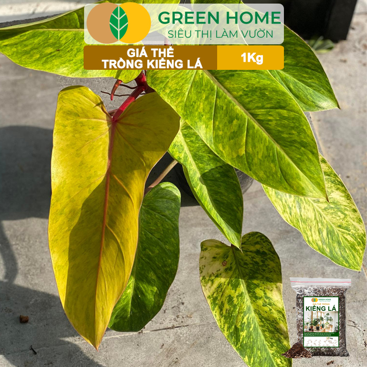 Đất Trồng Kiểng Lá Greenhome, Bao 1kg, Giá Thể Trộn Sẵn, Tiện Lợi Cho Monstera, Rễ Khoẻ