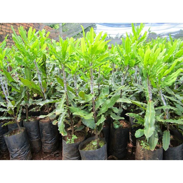 Cây giống Mắc Ca A16 CÂY ghép cao 1,5 m. . ()