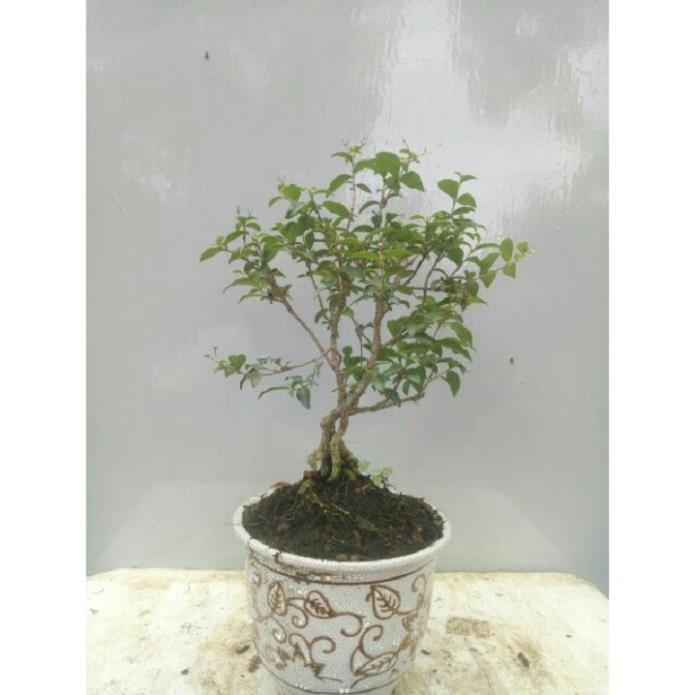 combo 2 bầu cây giống Hồng ngọc mai bonsai , cây giống gửi đi nguyên bầu