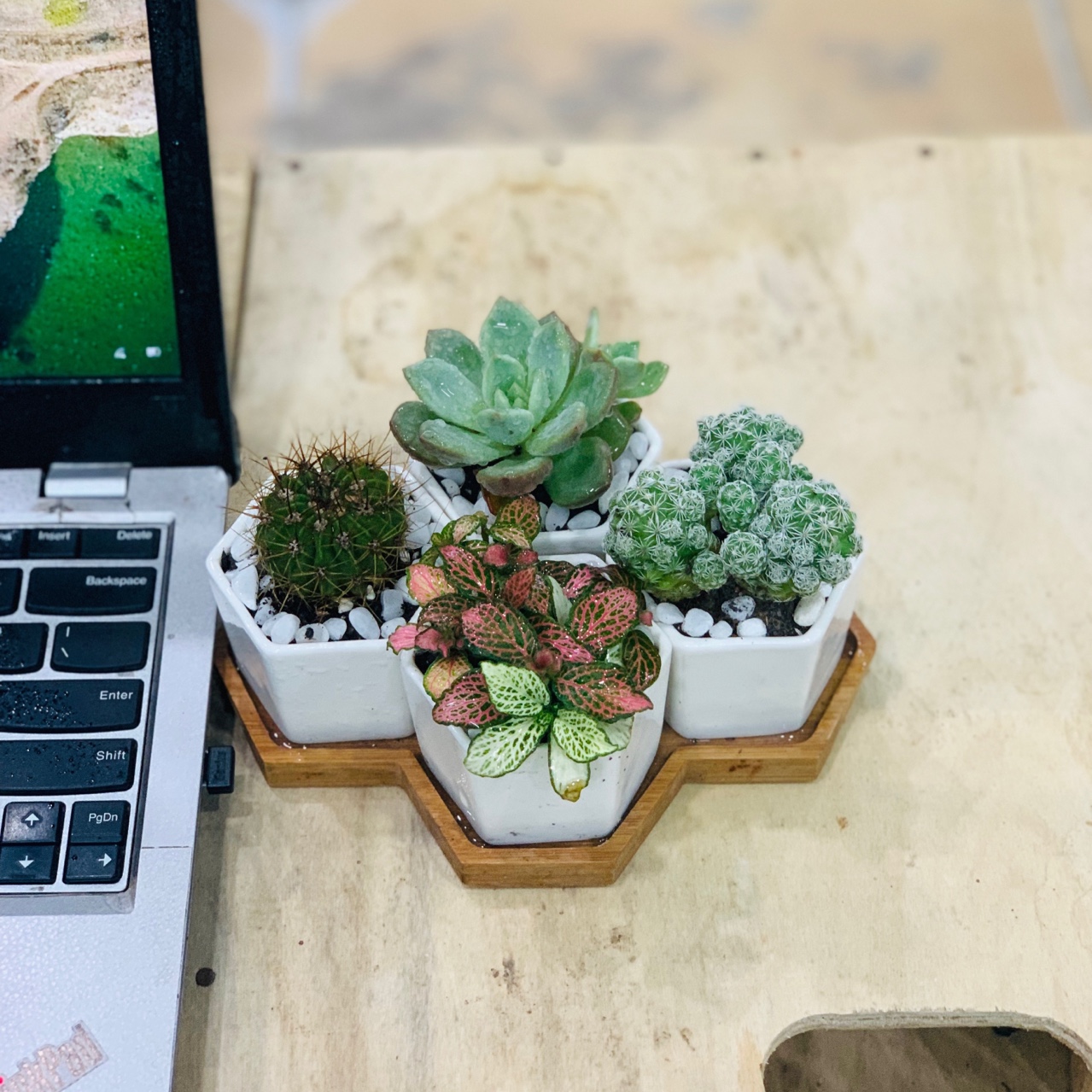 Terrarium, tiểu cảnh sen đá &amp; xương rồng mẫu 004