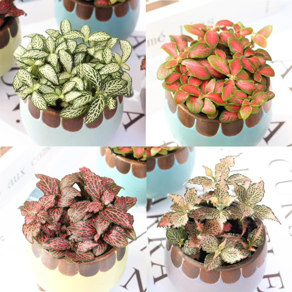 Cây cẩm nhung Fittonia, lá may mắn nhiều màu đẹp - D8 x R8 x C 10 cm - Sẵn chậu nhựa kèm theo