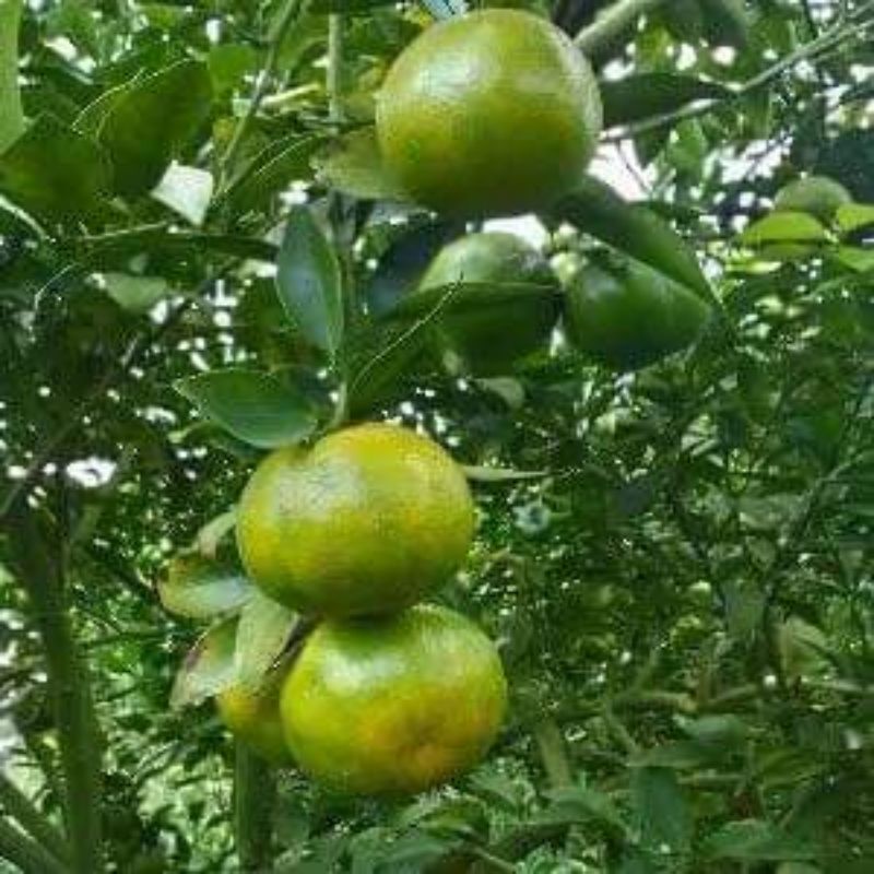 CÂY GIỐNG QUÝT ĐƯỜNG ÔN CHÂU
