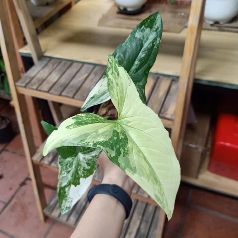 Cây syngonium albo var, trầu bà trắng