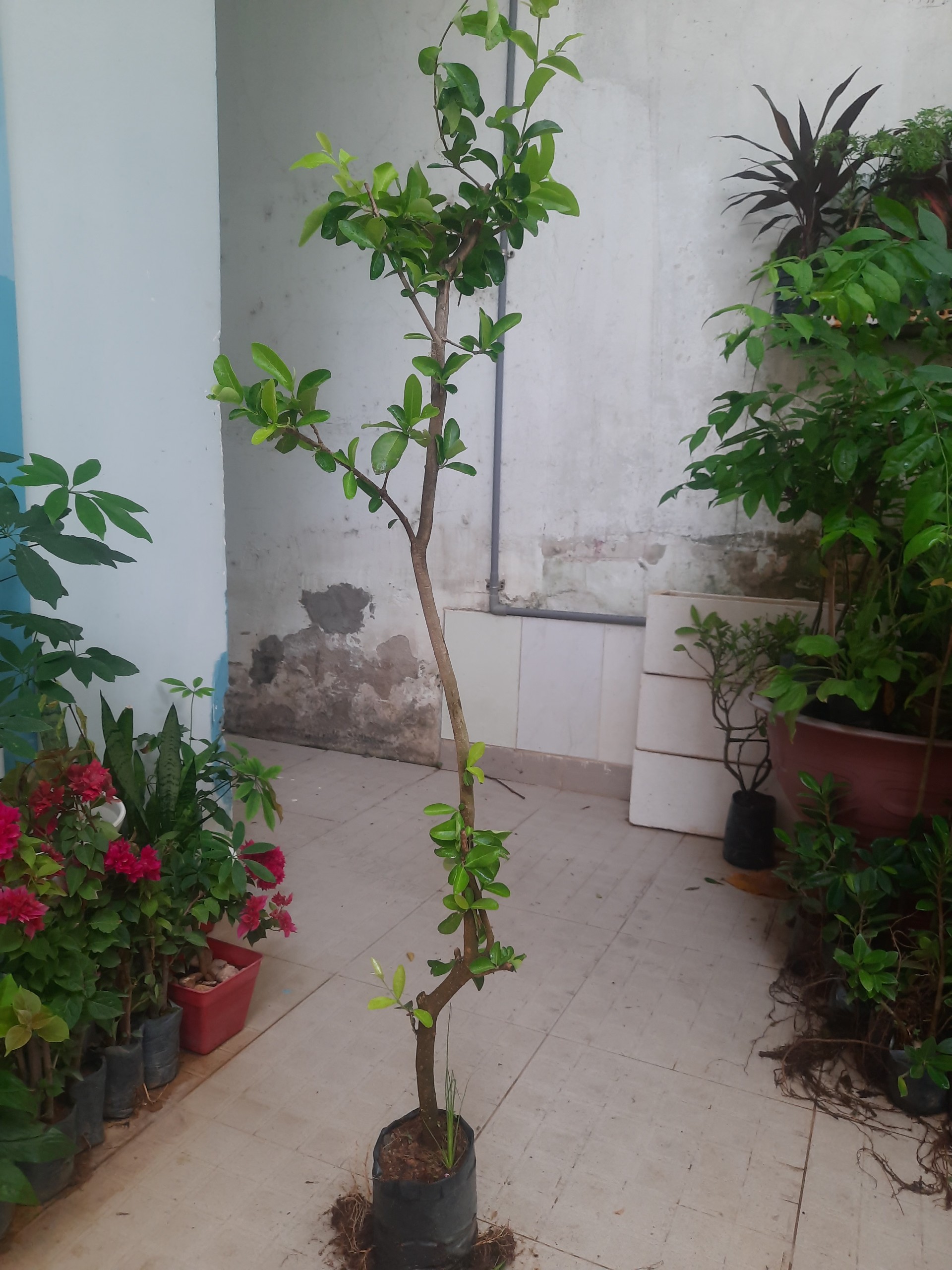 Cây sơ ri chiều cao khoảng 1m lựa chọn cây