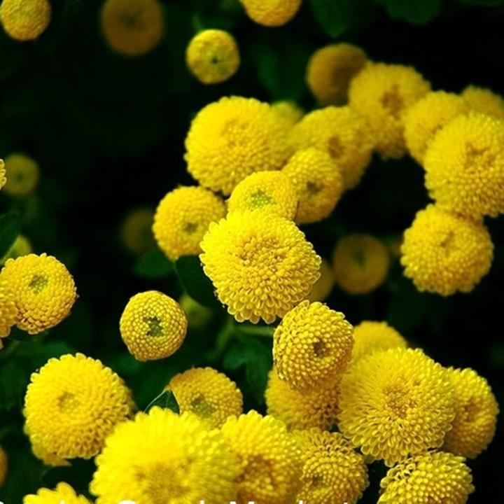 Gói 0.2GR hạt giống hoa Cúc Mini Vàng Gold