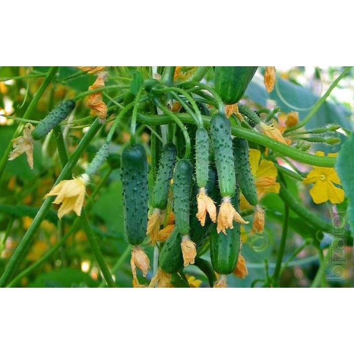 HẠT GIỐNG DƯA CHUỘT CHÙM SIÊU QUẢ