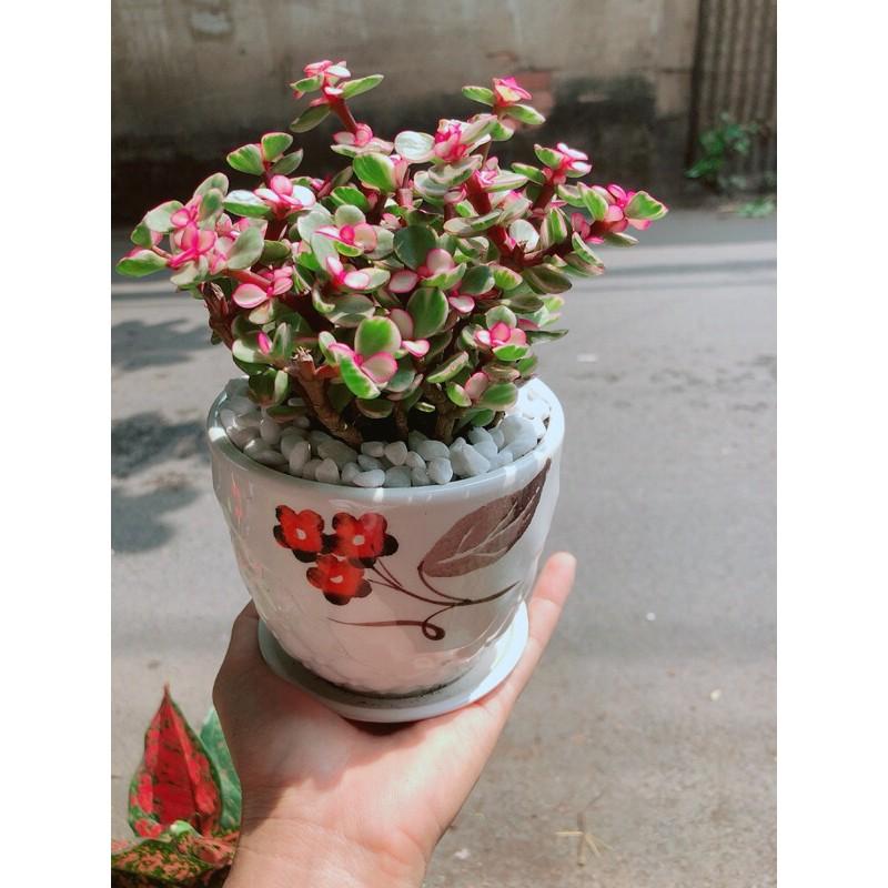 Chậu Cây Cành Vàng Lá Ngọc