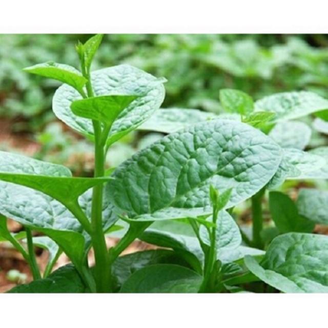 Hạt giống mồng tơi lá to gói 20g