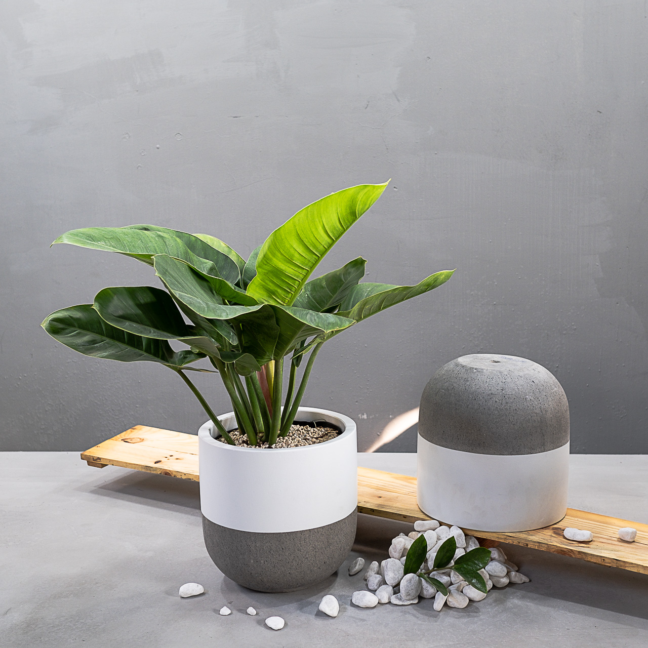 Combo 2 Chậu Trồng Cây Xi Măng Đá Mài Hình Trứng SN20