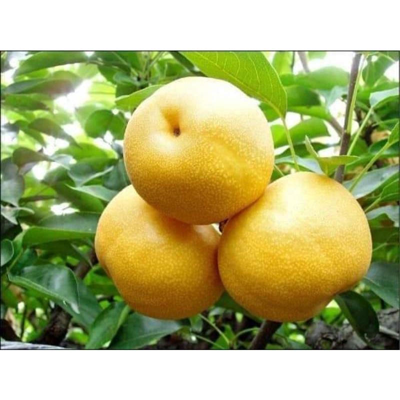 CÂY GIỐNG LÊ VÀNG TỨ QUÝ