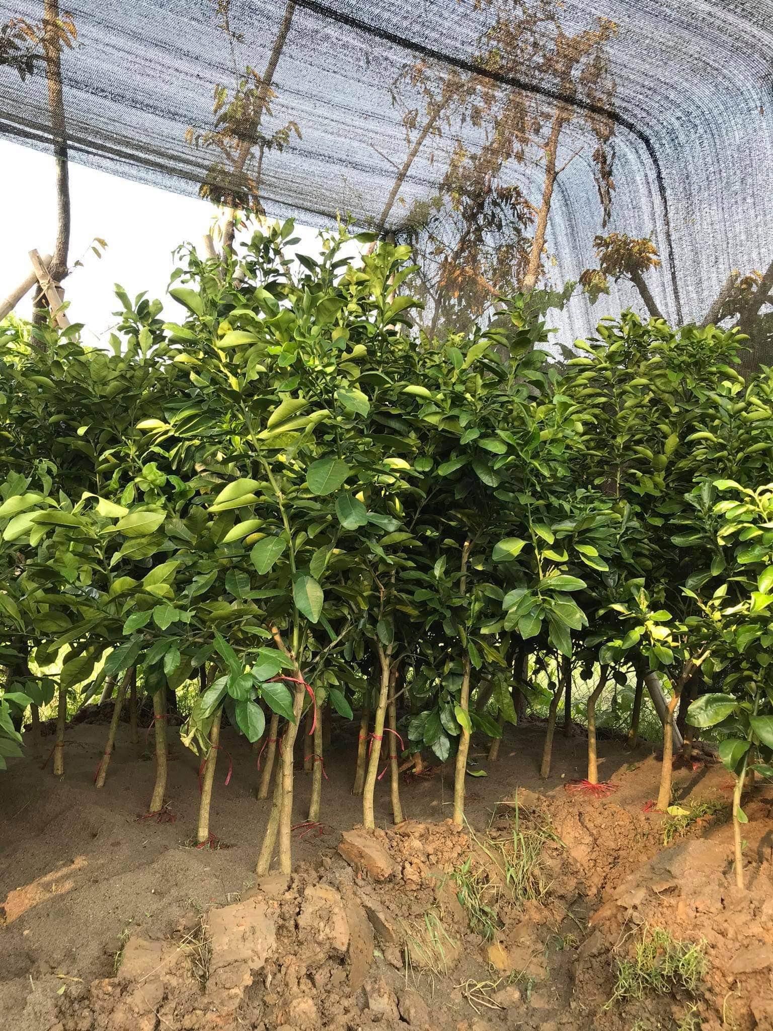 Cây Bưởi Đỏ Tân Lạc Giống ghép