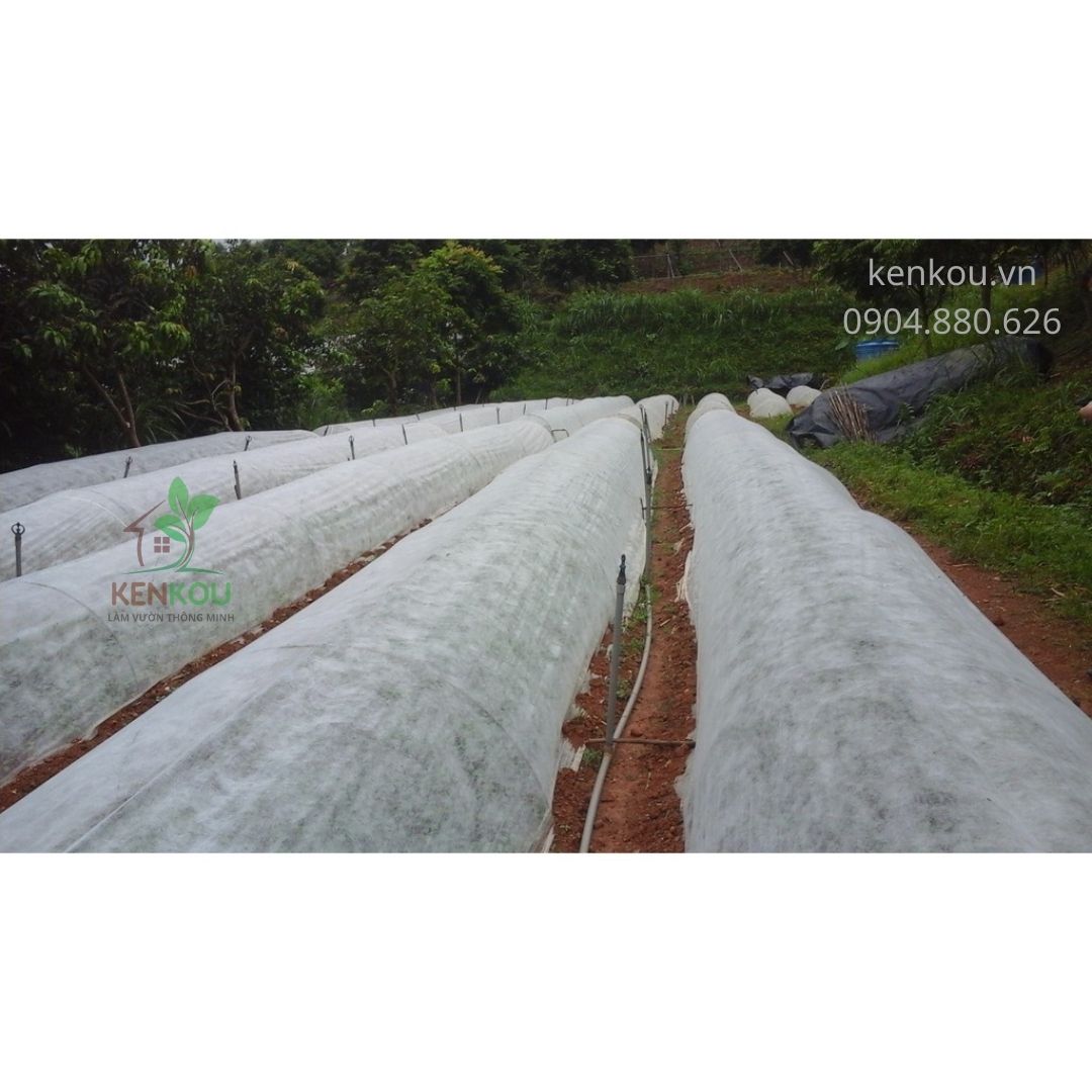 Màng phủ vải không dệt khổ 2.1m x dài 20m Passlite, Paopao Nhật Bản, ngăn sương, ngăn mưa, giữ ấm, thông thoáng