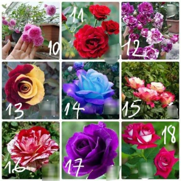 Gốc Hoa Hồng Nhung Combo 03 Gốc Rễ Trần
