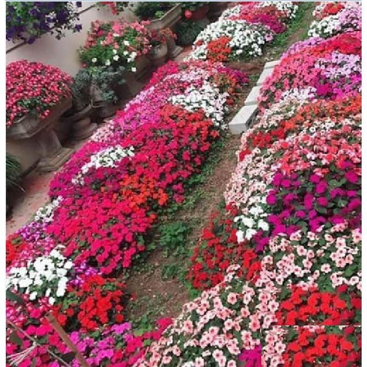 Hạt giống hoa mai địa thảo hoa cánh đơn mix - gói 20 hạt