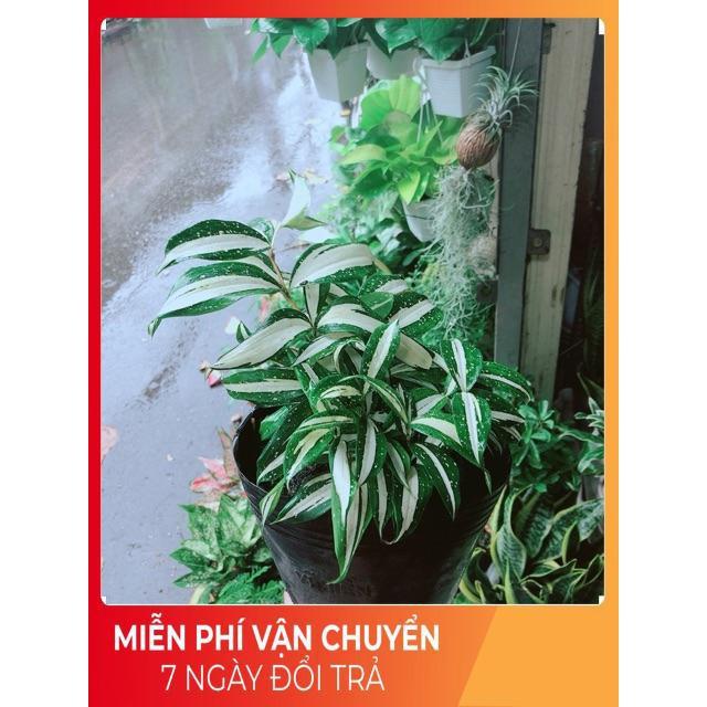 Trúc Nữ Hoàng