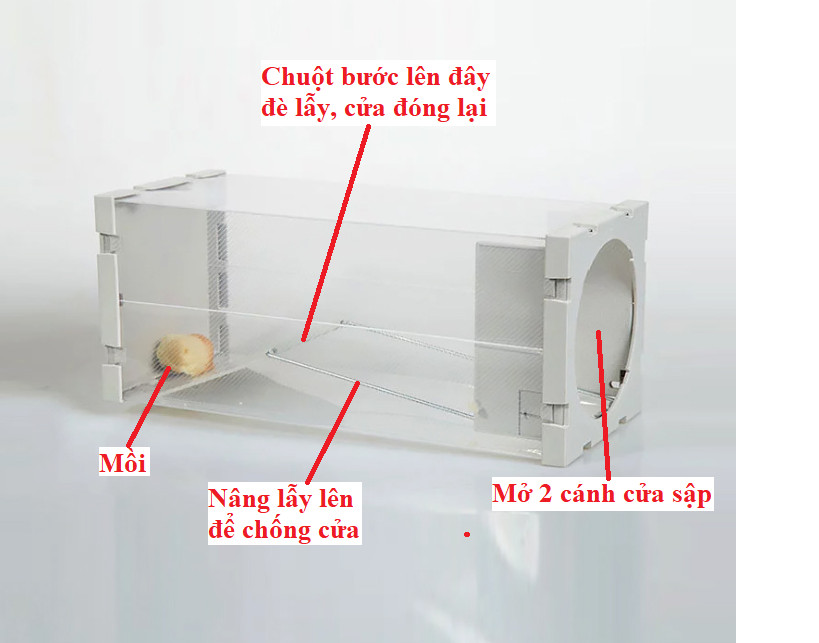 Bẫy chuột lồng thông minh, không giết chuột