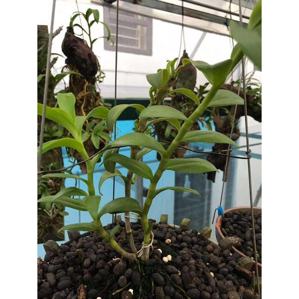 Phi điệp NÙ TAM BỐ CHẤT LƯỢNG UY TÍN