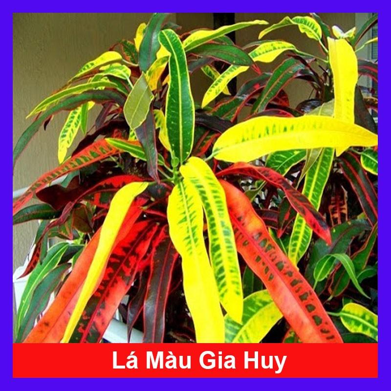 Cây lá màu gia huy - Cây cảnh trong nhà + tặng phân bón cho cây