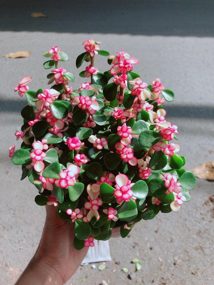 Chậu Cây Cành Vàng Lá Ngọc