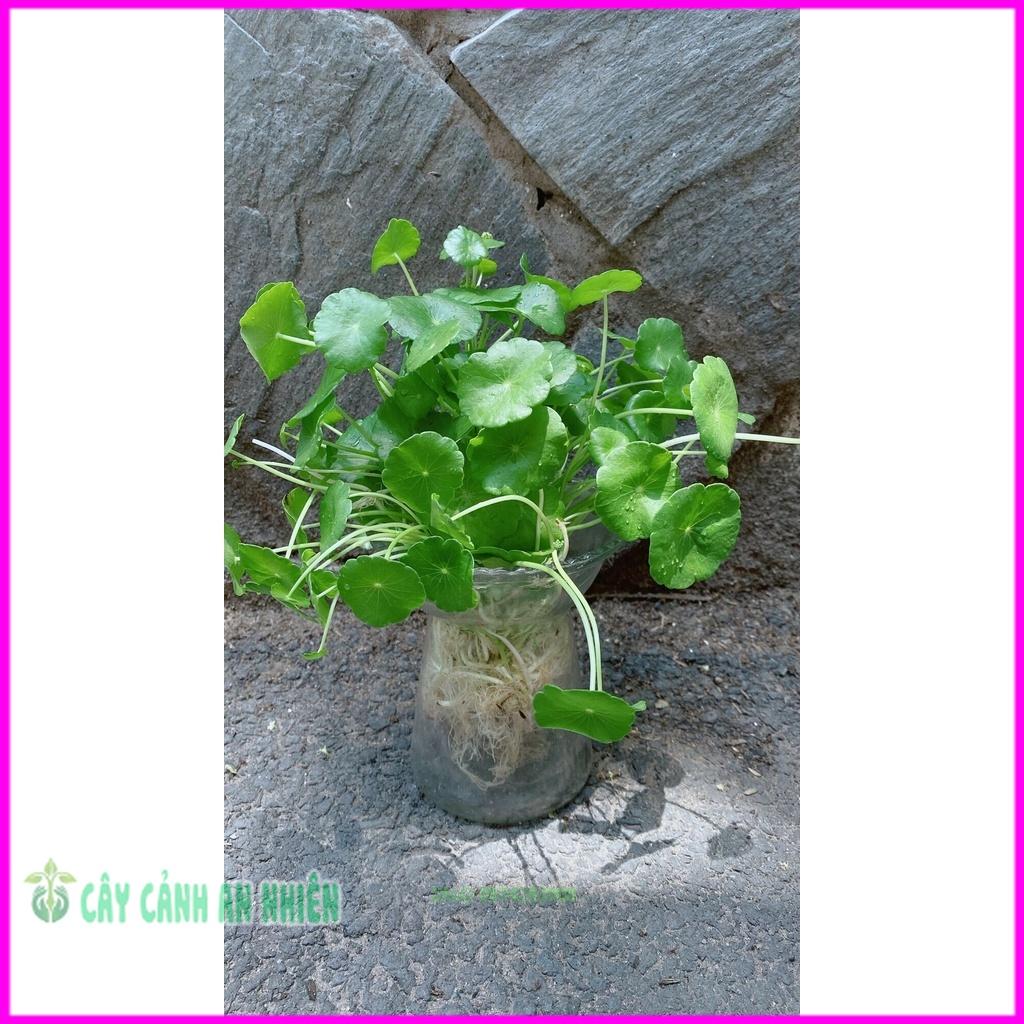 Chậu Cây Cỏ Đồng Tiên