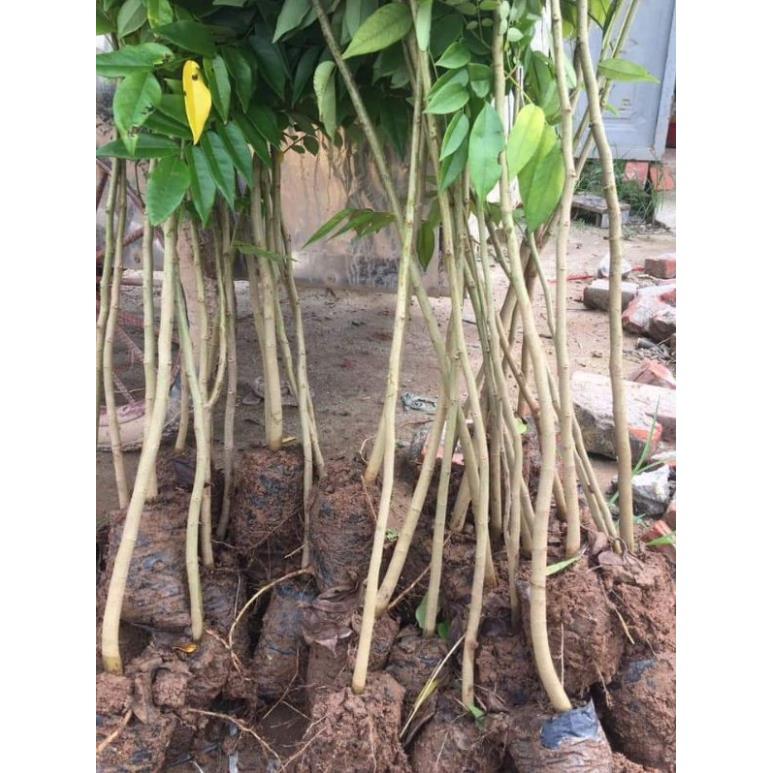 Combo 5 cây giống sưa đỏ cao 80cm