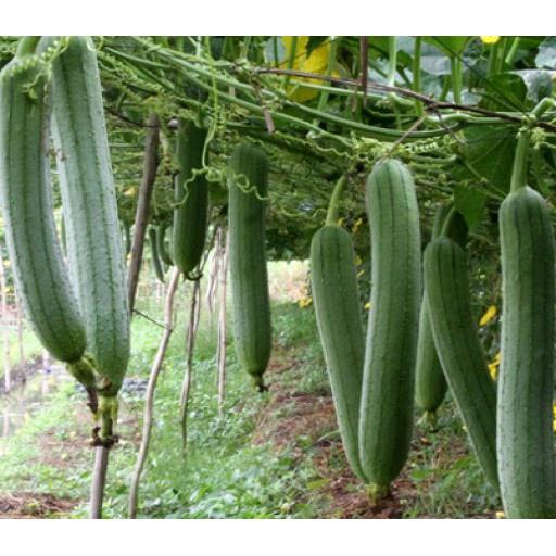 Hạt Giống Mướp Hương Siêu Trái F1