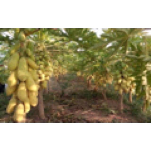 HẠT GIỐNG ĐU ĐỦ VÀNG