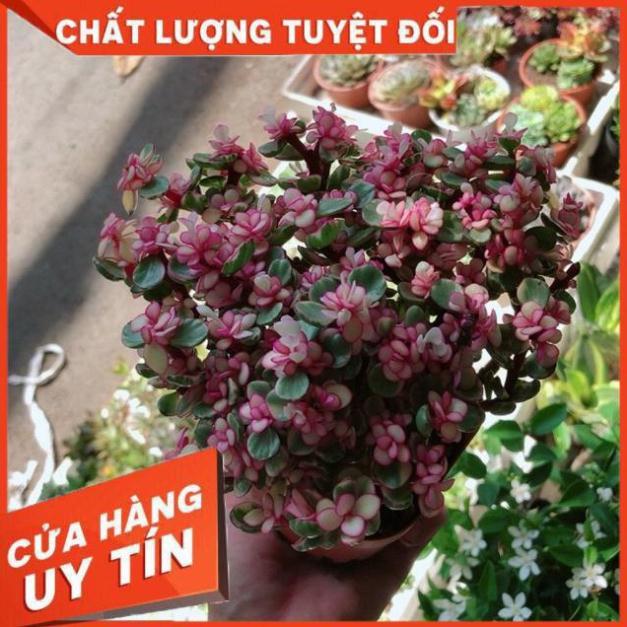Cây đô la hồng giống mới