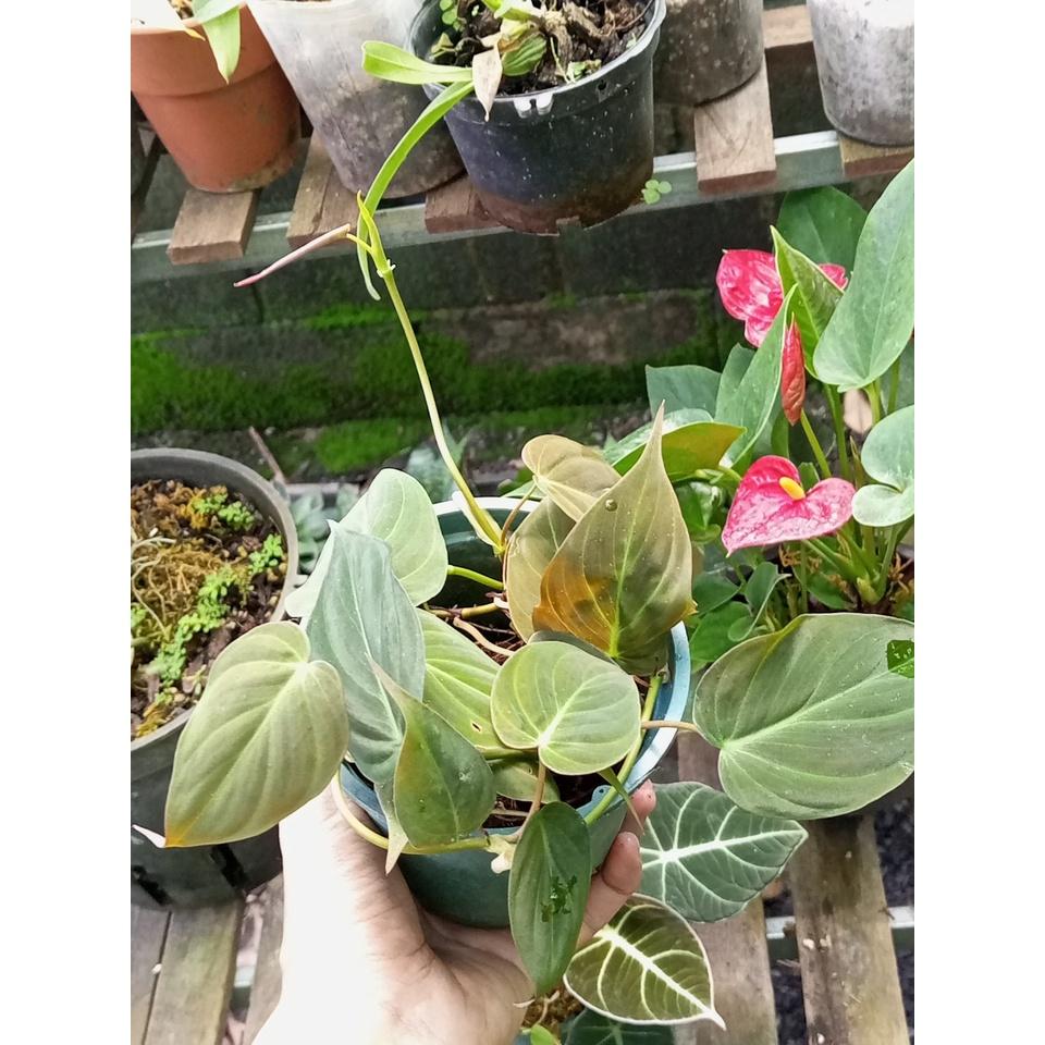 Cây trầu bà Philodendron Micans (trầu bà lá nhung)