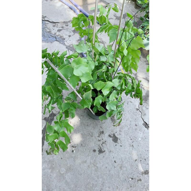 Cây Tóc Thần Vệ Nữ