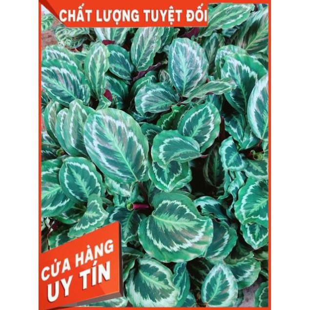 Đuôi Công Xanh