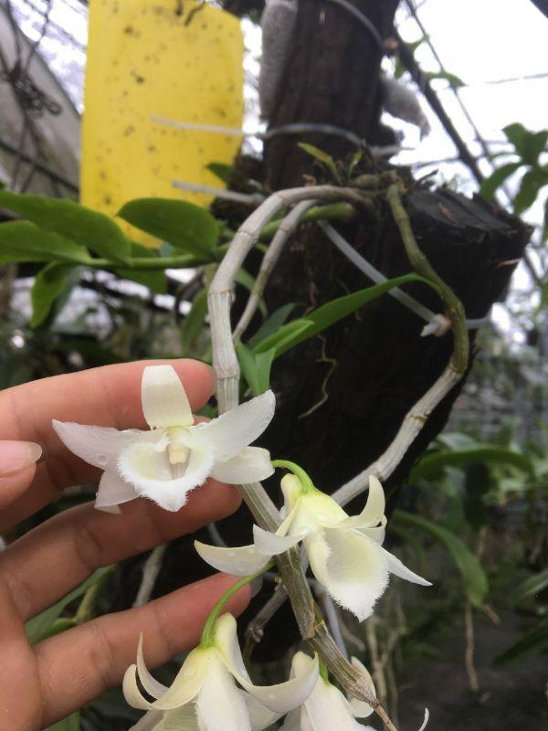 Hoa phong lan 5 cánh trắng di linh cấy mô cây đẹp chuẩn giống