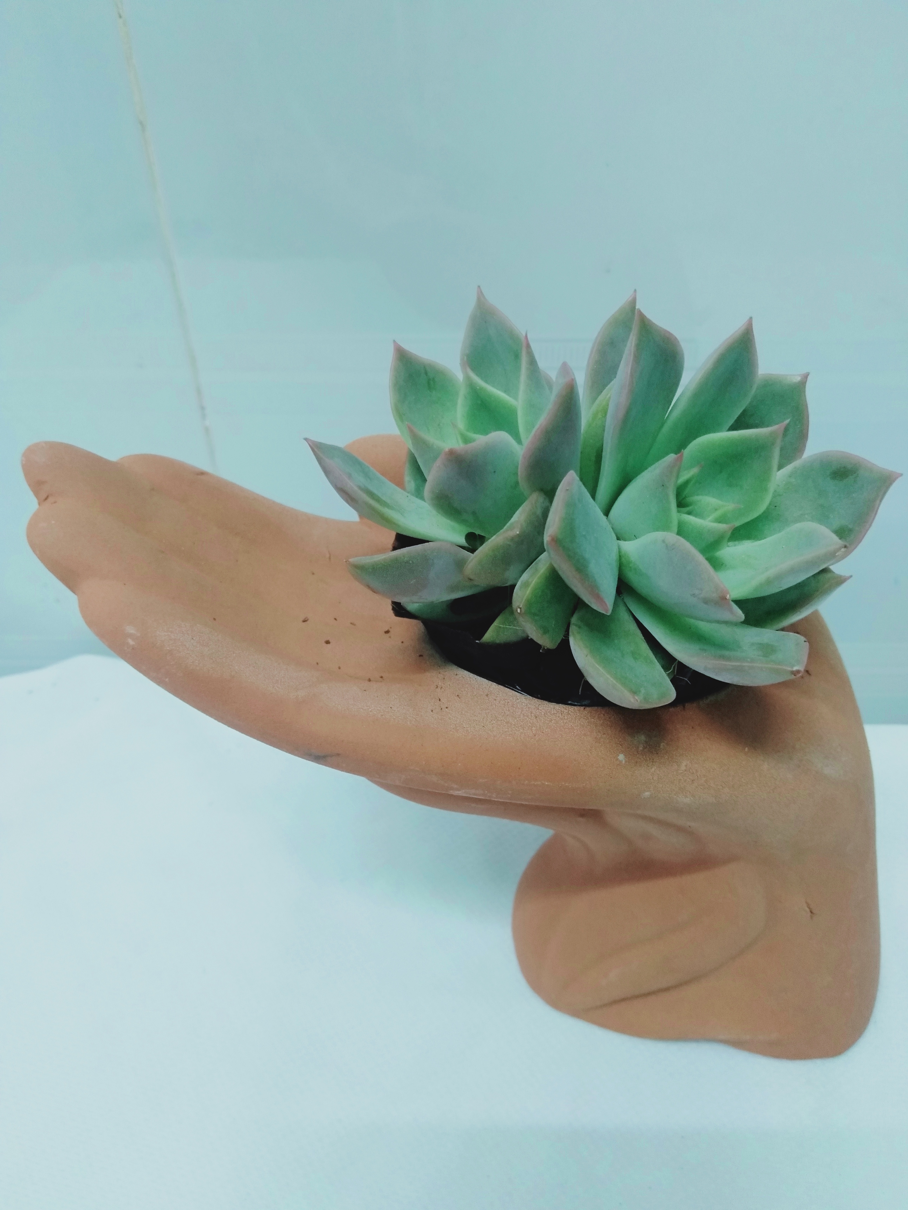 Chậu đất nung hình bàn tay xinh xắn, kích thước 18x8x14cm, lọt lòng miệng chậu 5cm, sản phẩm không bao gồm cây