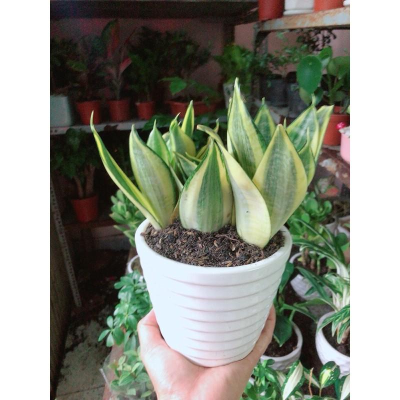 Chậu Cây Lưỡi Hổ Thái