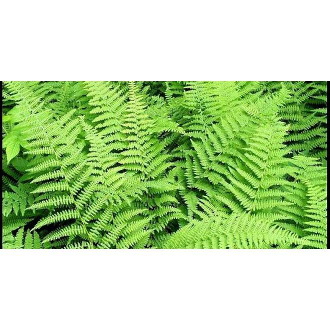 CHUẨN Cây Dương Xỉ Tươi