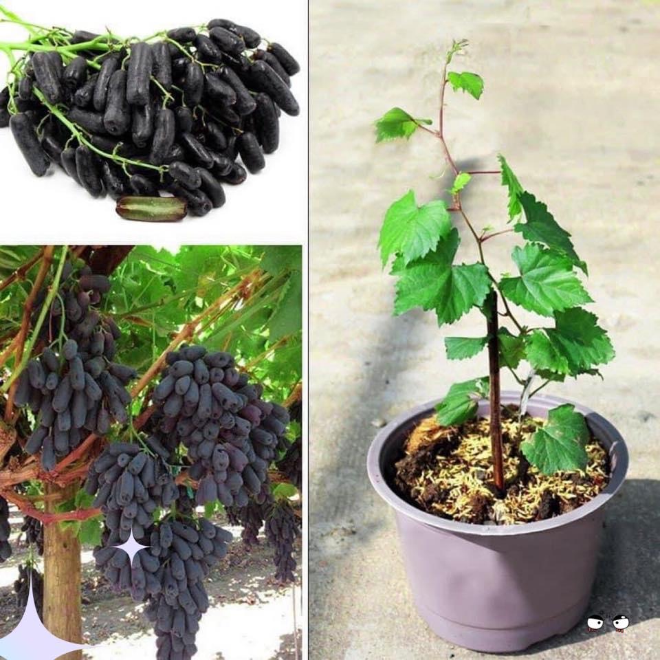 CÂY GIỐNG NHO NGÓN TAY ĐEN