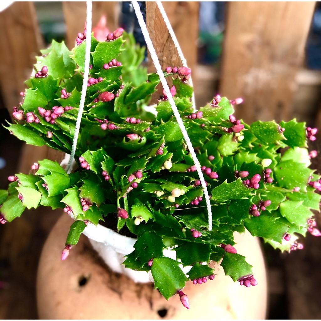 Chậu hoa Tiểu Quỳnh màu cam