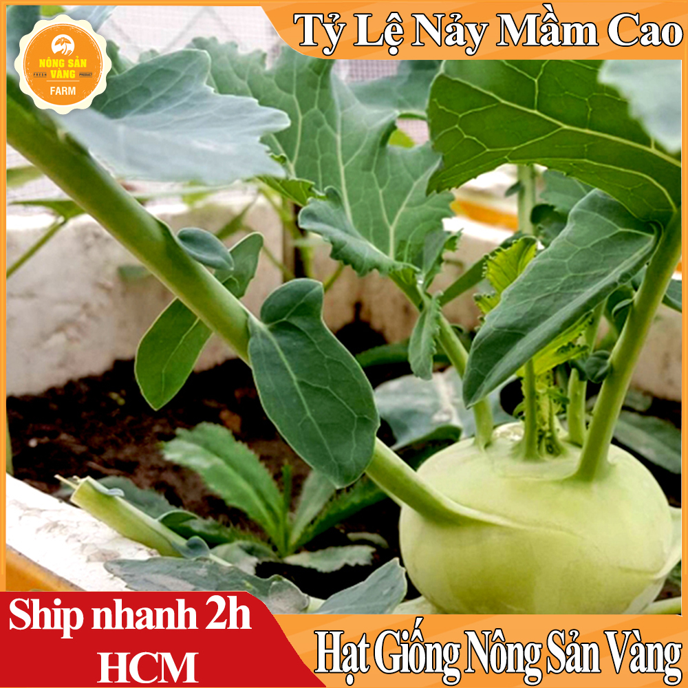 Hạt Giống Su Hào Xanh, Chịu Nhiệt Tốt, Kháng Bệnh Tốt, Năng Suất Cao (Gói 2 Gram) - Nông Sản Vàng