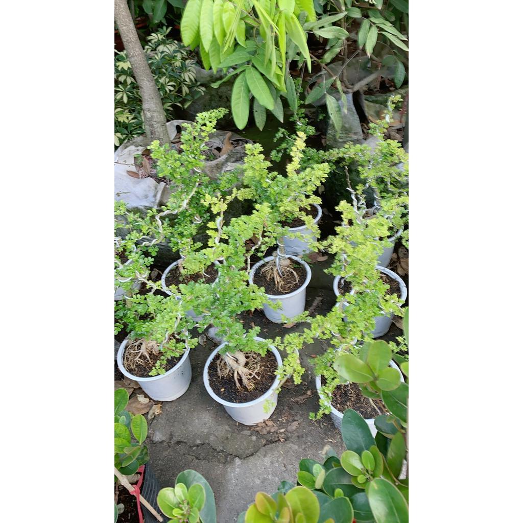 Cần Thăng Bonsai Lớn