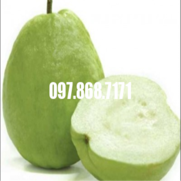Cây Ổi Không Hạt