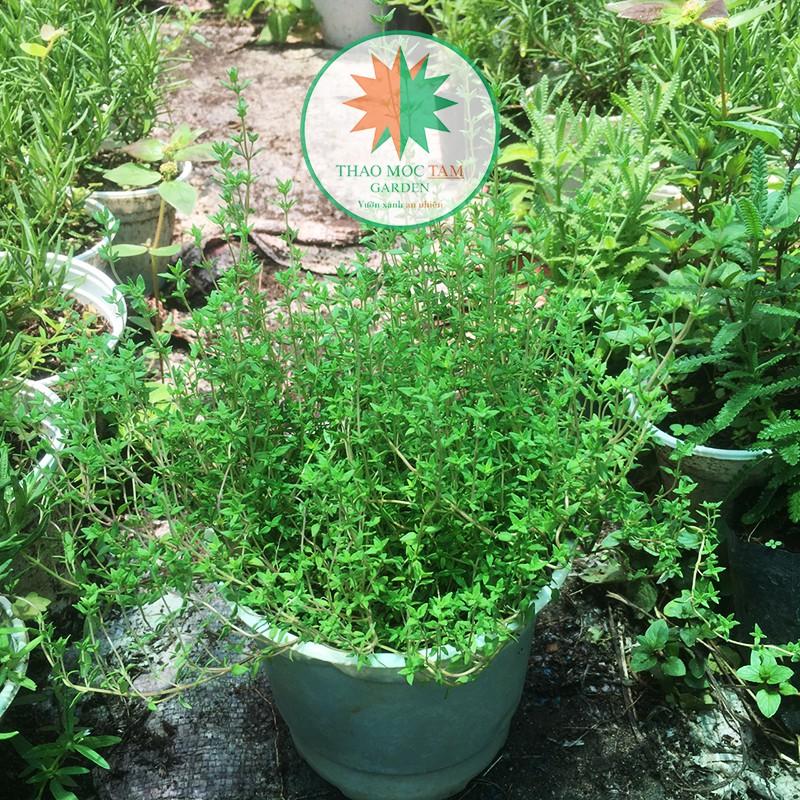Chậu cây Cỏ Xạ Hương / Cây Thyme - Cây lớn nhiều tán sum sê