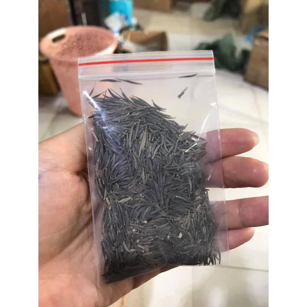 GÓI 0.2G HẠT GIỐNG HOA SAO NHÁI NỞ SIÊU ĐẸP