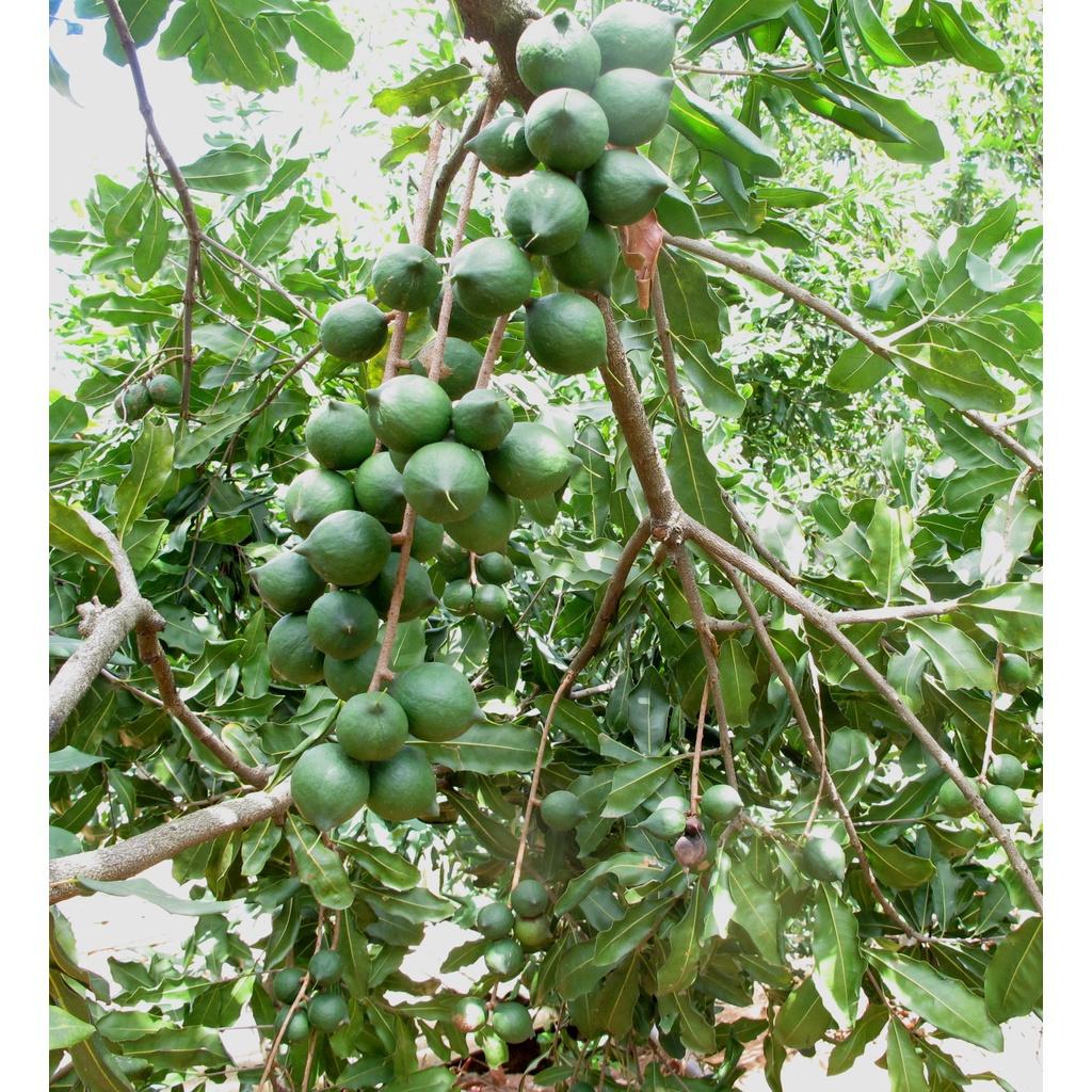 Cây macca giống ,Cây mắc ca giống