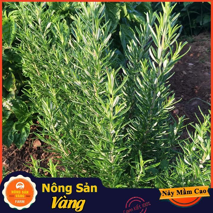 Hạt giống Cây Hương Thảo