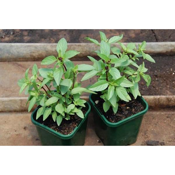 Hạt giống Húng Quế cao sản 10gr