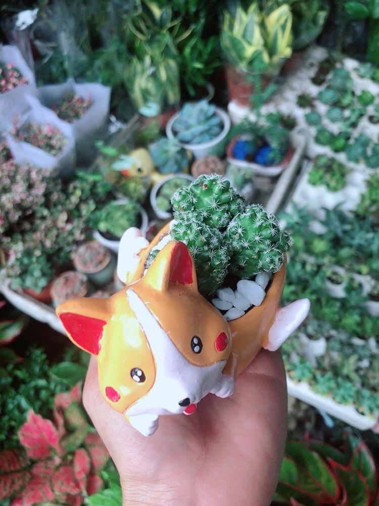 Chậu Xương Rồng Trứng Chim