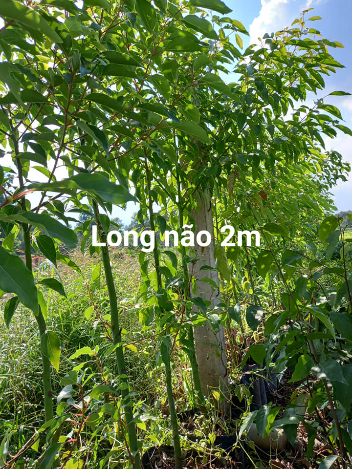 Hạt giống cây long não - 1kg