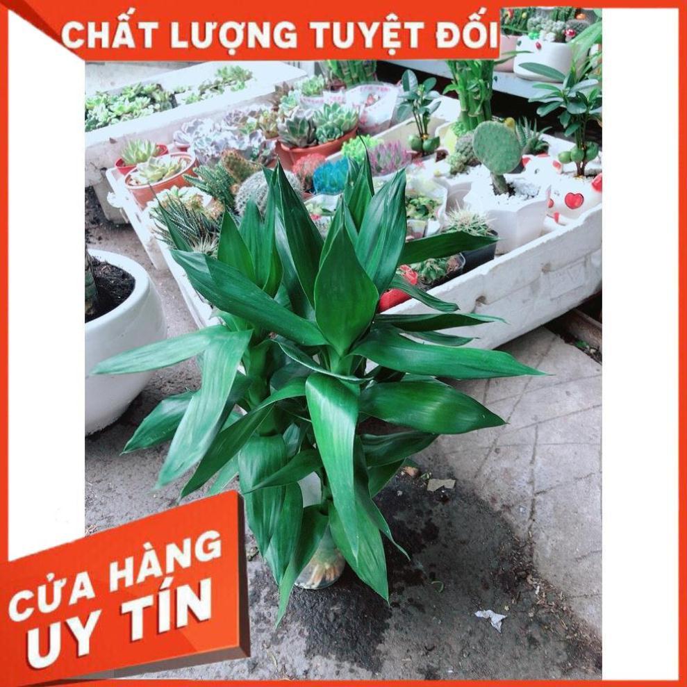 Cây Phát Tài Búp Sen Thủy Sinh