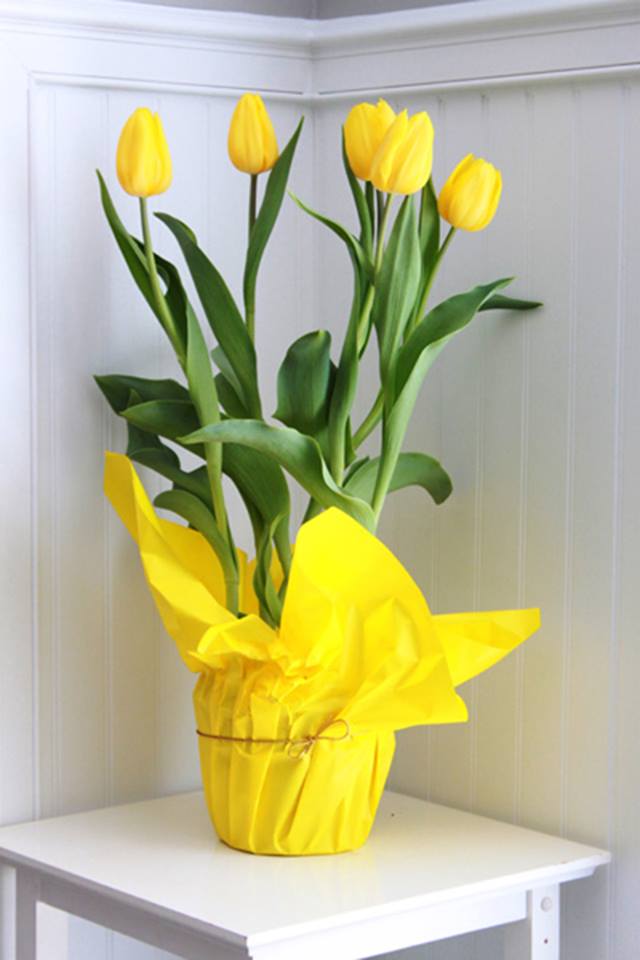 Bộ 5 củ giống hoa tulip hoa màu vàng